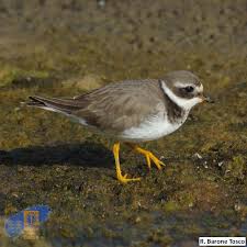 Attēlu rezultāti vaicājumam “Charadrius hiaticula”