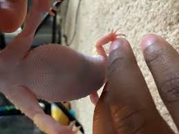 Image result for gravidity leopard gecko