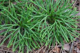 Attēlu rezultāti vaicājumam “Diphasium complanatum”