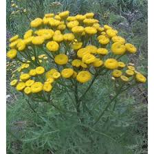 Attēlu rezultāti vaicājumam “Tanacetum vulgare flower”