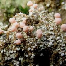 Attēlu rezultāti vaicājumam “Sclerophora coniophaea”