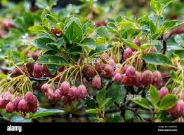 Attēlu rezultāti vaicājumam “Enkianthus campanulatus flower”