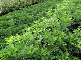 Image result for Artemisia gmelinii