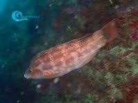 Image result for Symphodus bailloni