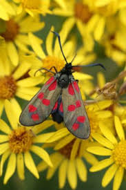 Attēlu rezultāti vaicājumam “Zygaena cocoon”