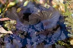 Attēlu rezultāti vaicājumam “Peltigera malacea”