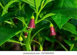 Attēlu rezultāti vaicājumam “Scopolia carniolica flower”