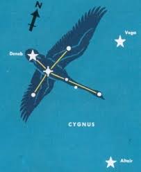 Attēlu rezultāti vaicājumam “Cygnus”