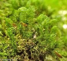 Attēlu rezultāti vaicājumam “| Dicranum”