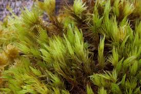 Attēlu rezultāti vaicājumam “Dicranum undulatum”