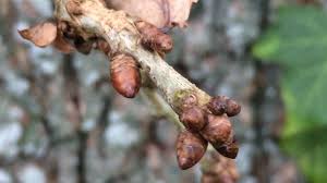 Attēlu rezultāti vaicājumam “Quercus robur bud”