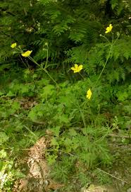 Attēlu rezultāti vaicājumam “Ranunculus acris leaf”