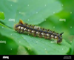 Attēlu rezultāti vaicājumam “Euthrix potatoria imago”