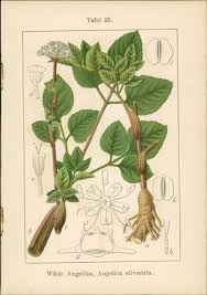 Image result for Angelica silvestris