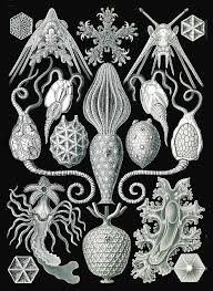 Image result for ernst haeckel