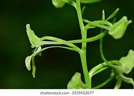 Attēlu rezultāti vaicājumam “Platanthera chlorantha flower”