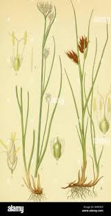 Attēlu rezultāti vaicājumam “Rhynchospora fusca”