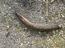 Attēlu rezultāti vaicājumam “Arion lusitanicus adult”