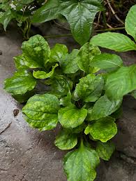 Attēlu rezultāti vaicājumam “Plantago major leaf”