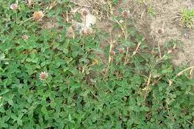 Attēlu rezultāti vaicājumam “Trifolium fragiferum”