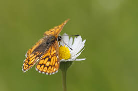 Attēlu rezultāti vaicājumam “Hamearis lucina upperside”