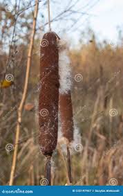 Attēlu rezultāti vaicājumam “Typha angustifolia  fruit”