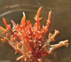 Attēlu rezultāti vaicājumam “Chara tomentosa”