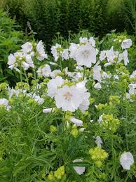 Attēlu rezultāti vaicājumam “Malva moschata alba”