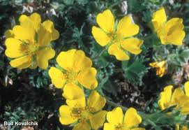 Attēlu rezultāti vaicājumam “Potentilla arenaria bud”