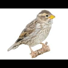 Image result for Petronia petronia