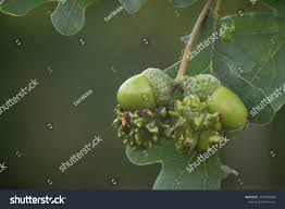 Attēlu rezultāti vaicājumam “Andricus quercuscorticis”