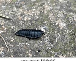 Attēlu rezultāti vaicājumam “Silpha obscura larva”