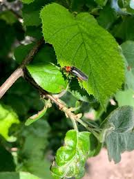 Attēlu rezultāti vaicājumam “Cantharis rustica”