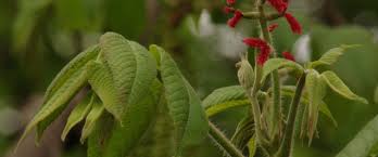 Attēlu rezultāti vaicājumam “Juglans cinerea flower”