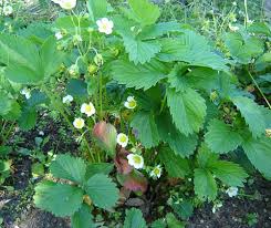 Attēlu rezultāti vaicājumam “Fragaria x ananassa”