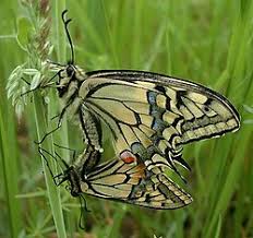Attēlu rezultāti vaicājumam “Papilio machaon”