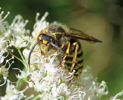 Attēlu rezultāti vaicājumam “Dolichovespula media”