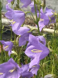 Image result for Campanula persicifolia
