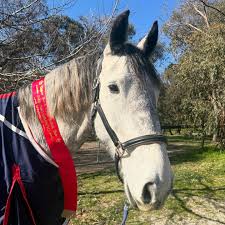 Image result for Winchester Riding Club