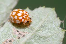 Attēlu rezultāti vaicājumam “Sospita vigintiguttata”