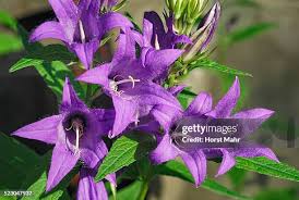 Attēlu rezultāti vaicājumam “Campanula trachelium leaf”