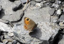 Attēlu rezultāti vaicājumam “Lasiommata maera upperside”