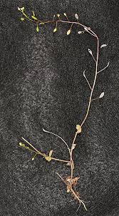 Attēlu rezultāti vaicājumam “Draba nemorosa”