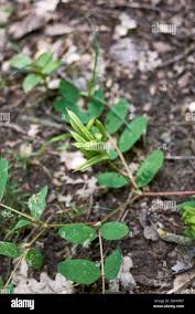 Attēlu rezultāti vaicājumam “Astragalus glycyphyllos fruit”