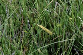 Attēlu rezultāti vaicājumam “Carex rostrata”