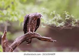 Attēlu rezultāti vaicājumam “Pernis apivorus”