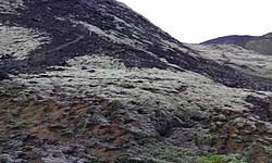 Image result for Ildblomkarse