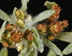 Attēlu rezultāti vaicājumam “Gnaphalium sylvaticum bud”