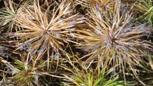 Attēlu rezultāti vaicājumam “Melampsoridium sp.”