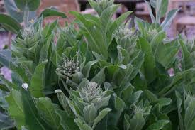 Attēlu rezultāti vaicājumam “Verbascum thapsus leaf”